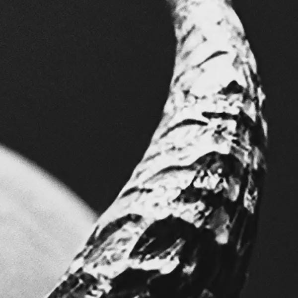 Close-up of a textured devil horn with a dark background