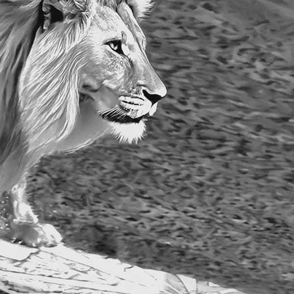 Black and white image of a lion's head with a blurred natural background