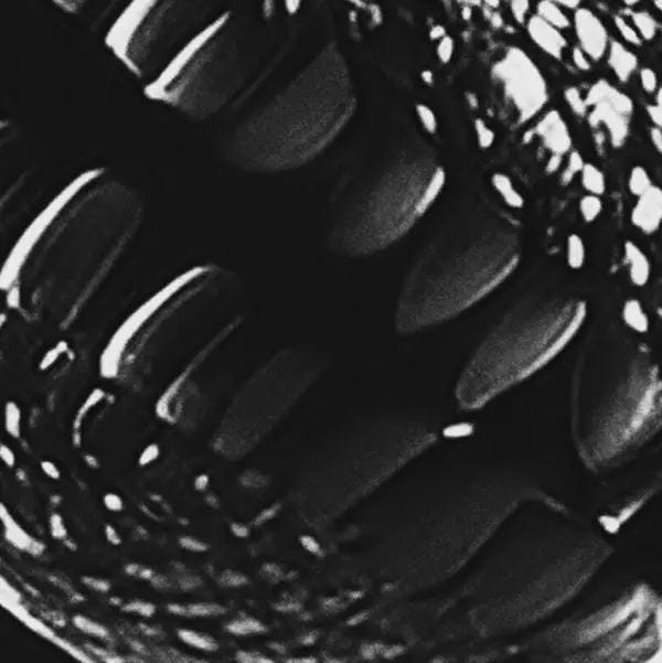 Close-up of a raptor's teeth