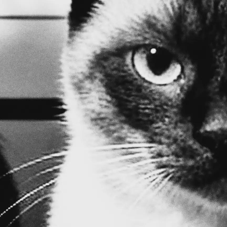 Unusual Suspects Dog & Cat Lineup Art | Funny Black and White Poster