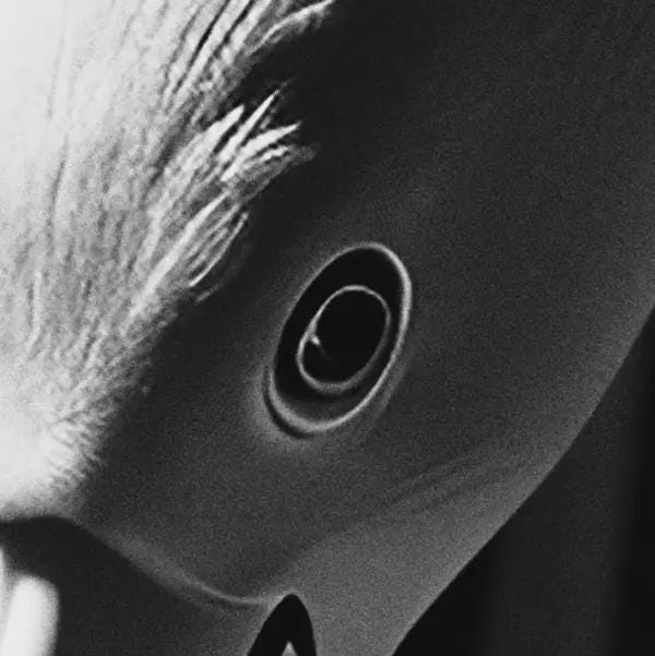 Close-up of a bird's eye with a black pupil.