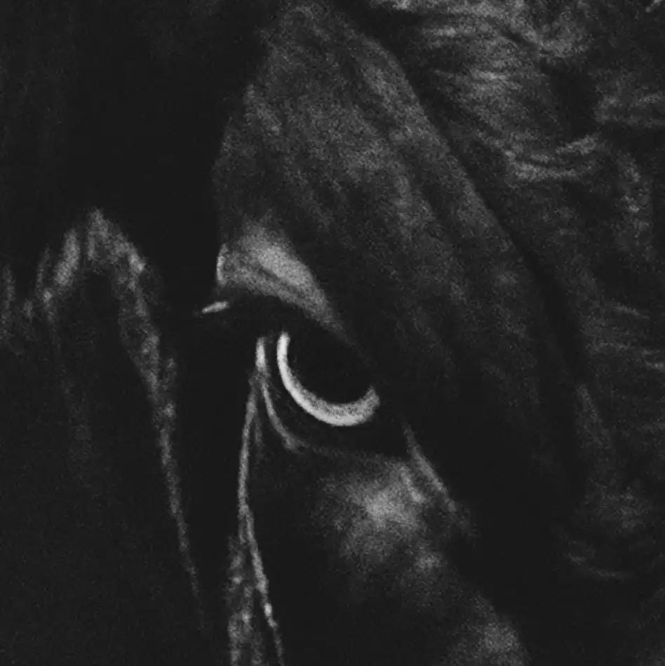 Close-up of a bull's eye